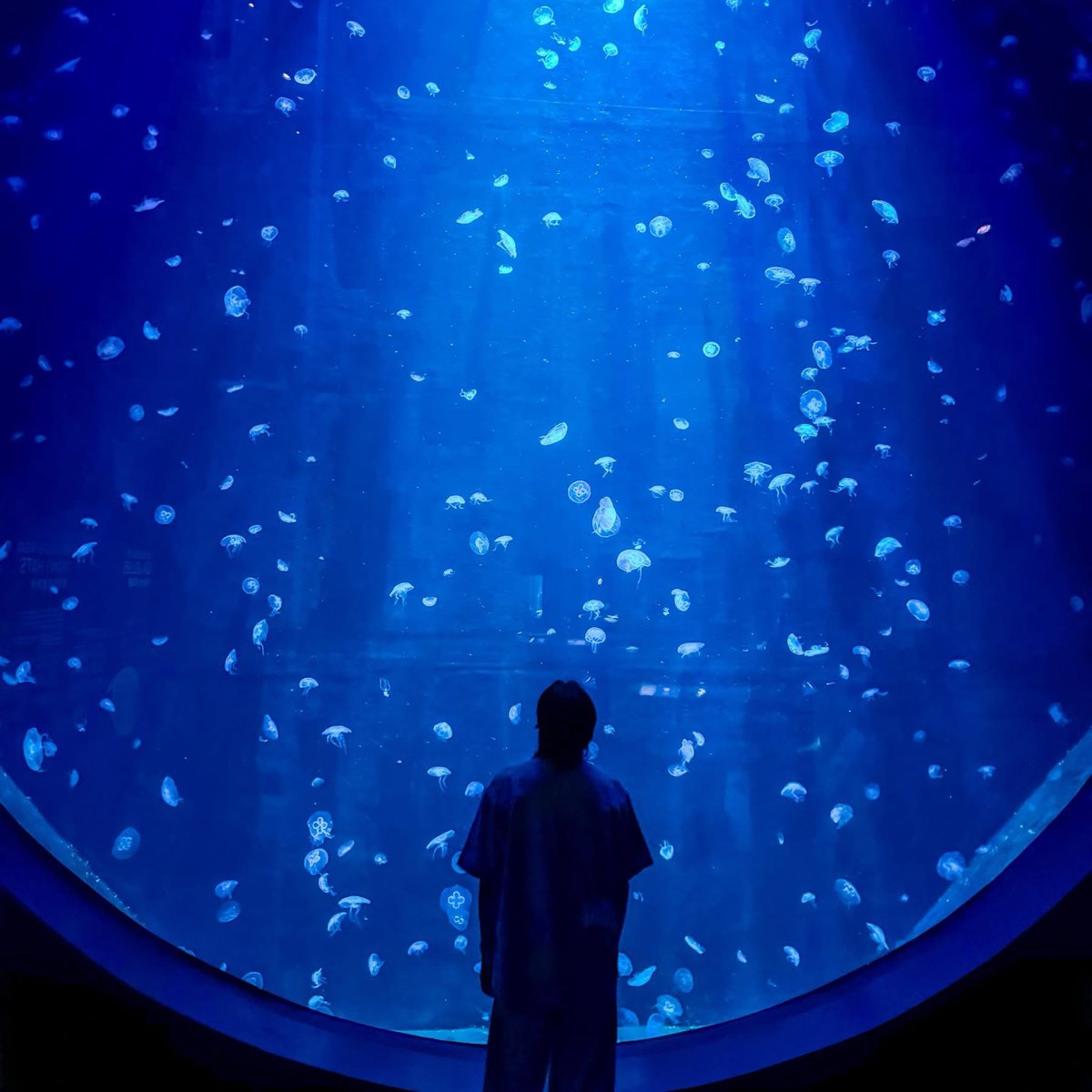 วาฬมีปีก | Flyingwhale tweet media