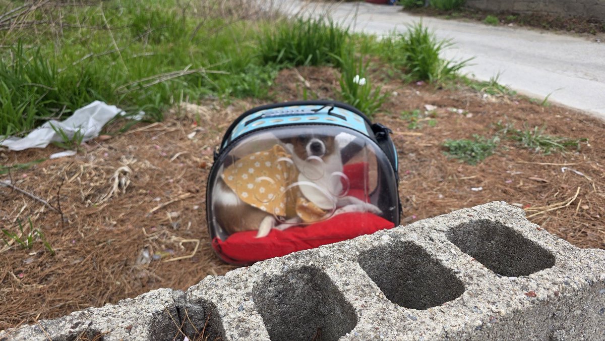 🔺️가방에 담겨 사료와 함께 버려진 아이입니다ㅠㅠ #보물 이란 이름으로 새견생을 출발할수있게 #1만원 릴레이로 도움부탁드립니다🔺️

✔️#보물 후원계좌
🚫새마을 9002-2088-9693-0 미소와 함께 구조할개 
🚫입금시 성함 + 보물 로 부탁드립니다