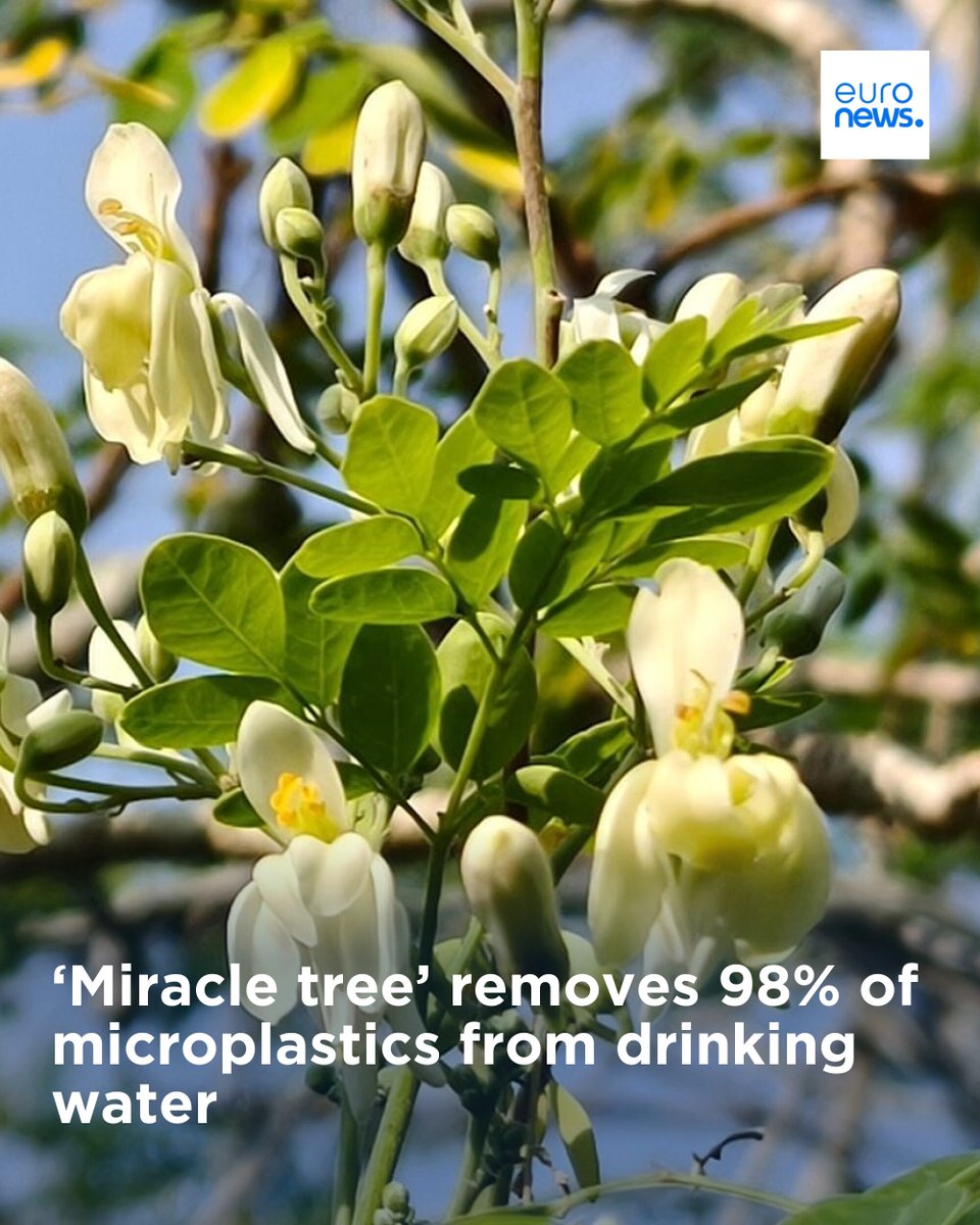 Moringa is thought to have been used by Ancient Egyptians to sterilise water.
➡️ l.euronews.com/15Y9
