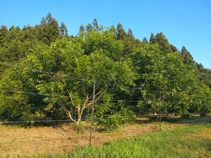 UTokyotaiken's tweet photo. 🌾A40. 地方から日本の食料生産の未来を考える
岩手県北上市・陸前高田市で、農業・水産業・食品加工の現場を訪れ、食料生産の最前線を学ぶプログラム
生産者・自治体関係者との交流やフィールドワークを通じ、地域の課題と可能性を多面的に捉えます
🔗https://t.co/mSLUBvFDsc
#東京大学 #春から東大 https://t.co/JaAuvWtik9