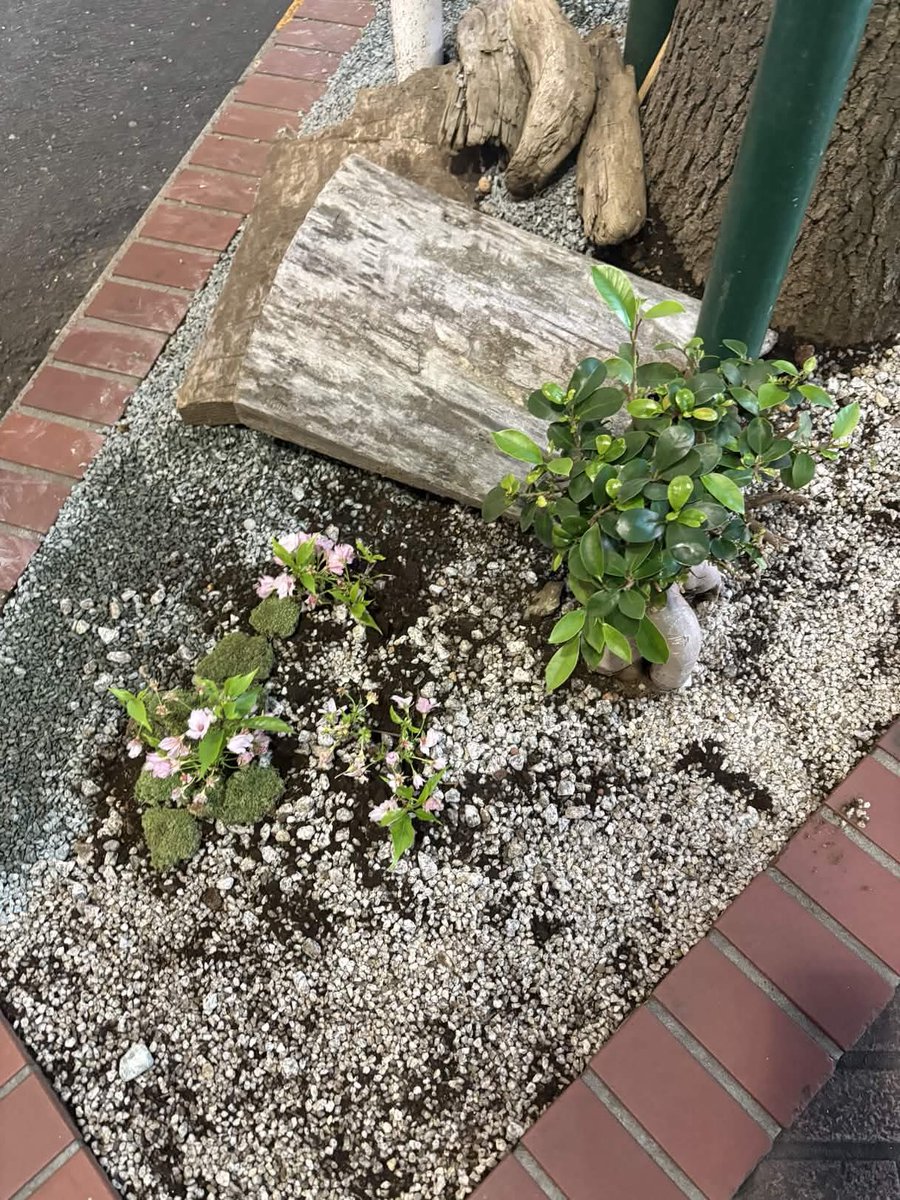 渋谷の街を「雨に唄えば」の舞台に見立てて☔️

2026渋谷公園通りフラワーフェスティバルにてollyの大学生SDGs会議チームがガーデニングを制作しました

さくら坂や北谷公園など、渋谷の自然を抽象化したデザイン