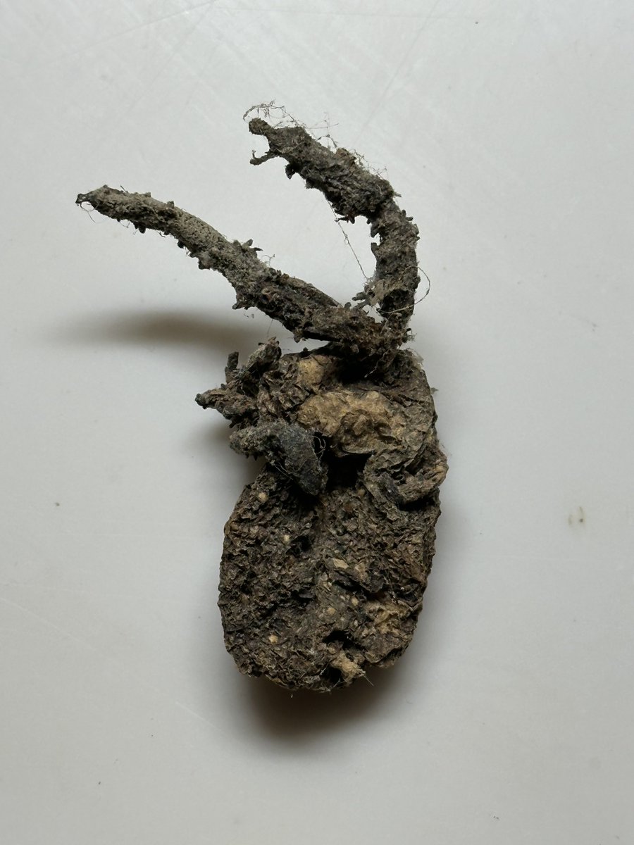 T.C. Boyle tweet media