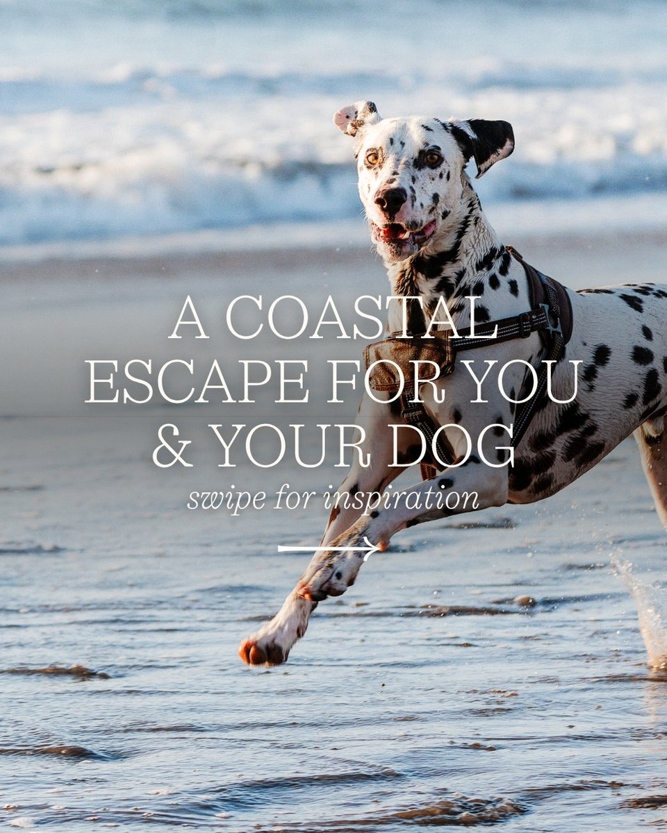 TwrYFelin's tweet image. It’s been wonderful welcoming so many four-legged friends recently, especially with this beautiful spring weather.

Our full dog-friendly guide to St Davids is available on our website, perfect for planning your next stay.

#twryfelinhotel #pembrokeshire #dogfriendly