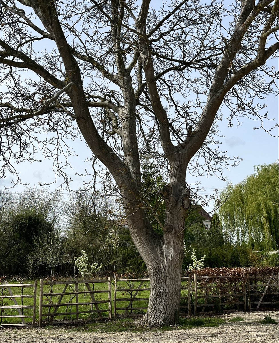 angelaproudnan's tweet image. It’s #thicktrunktuesday tree people 😎
#trees #countryside #tuesday #TuesdayMotivation