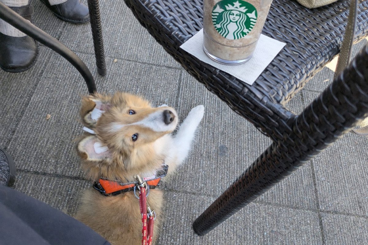 norise_o's tweet photo. スタバデビュー☕
#テラス席 #シェルティ #5ヶ月 https://t.co/F9dvvvd1KB