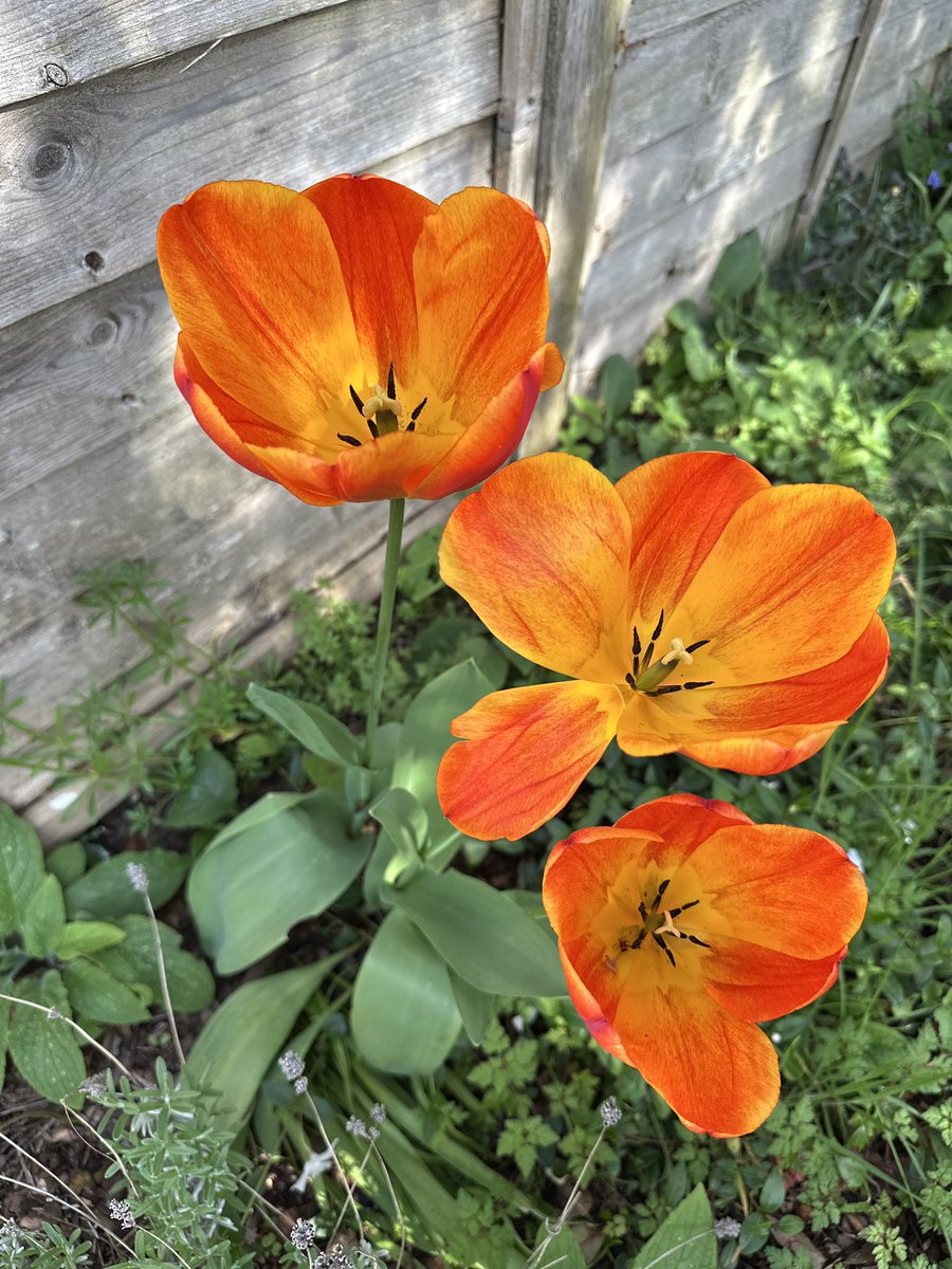 Enrique Tarraga tweet media