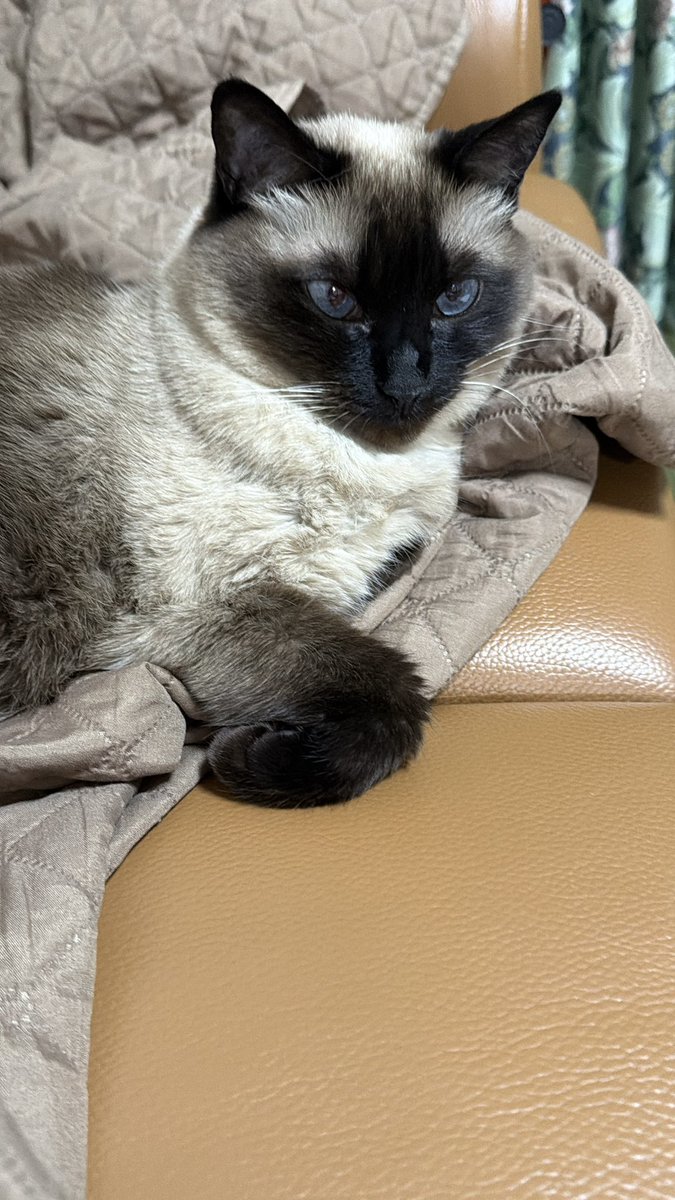 シャム猫