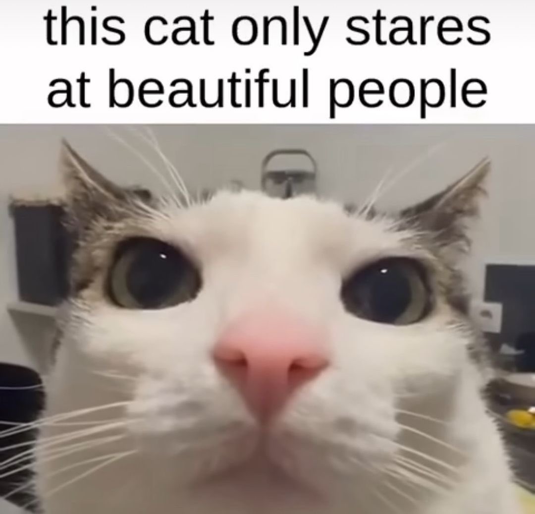 your golden retriever boyfie (father of One cat) tweet media