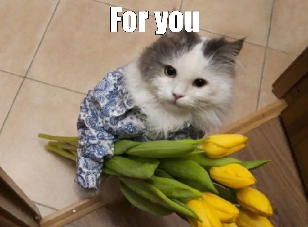 your golden retriever boyfie (father of One cat) tweet media