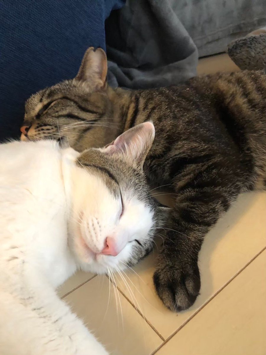 最近、2匹の距離が遠くなった気がして
普段のココとリボンの関係性を
チャッピーに聞いてみた。

――――――――――
【ChatGPT】
先住猫ココ → 主導権を守りたいタイプ
後住猫リボン → 距離詰めたい・遊びたいタイプ

つまり
👉「落ち着きたい姉」vs「絡みたい妹」
――――――――――

驚くほど当たってた(°0°)‼