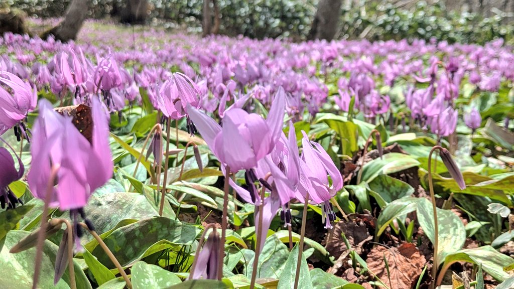 4月20日(月)の船通山のカタクリの花です。頂上は少な目ですが、直下の分岐の辺りは見頃でした🙂
年々花が早くなりますね🥲