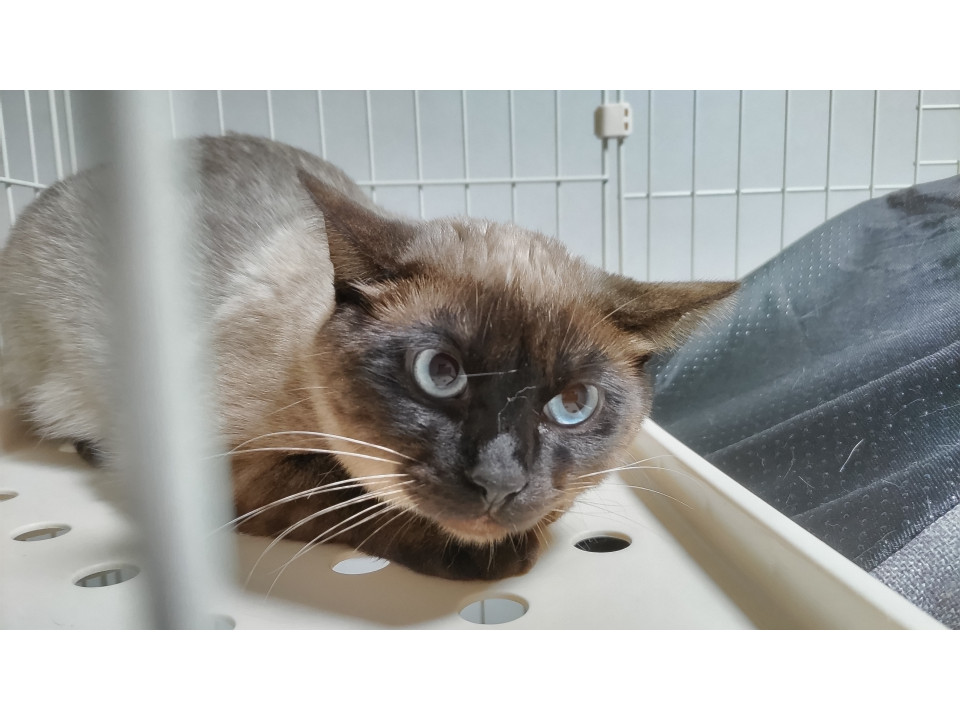 【ネコジルシ】迷い猫情報 tweet media