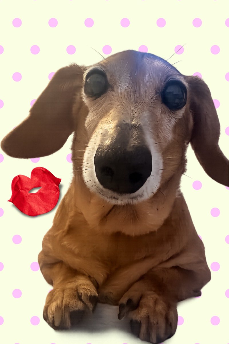 よーこんぶ tweet media