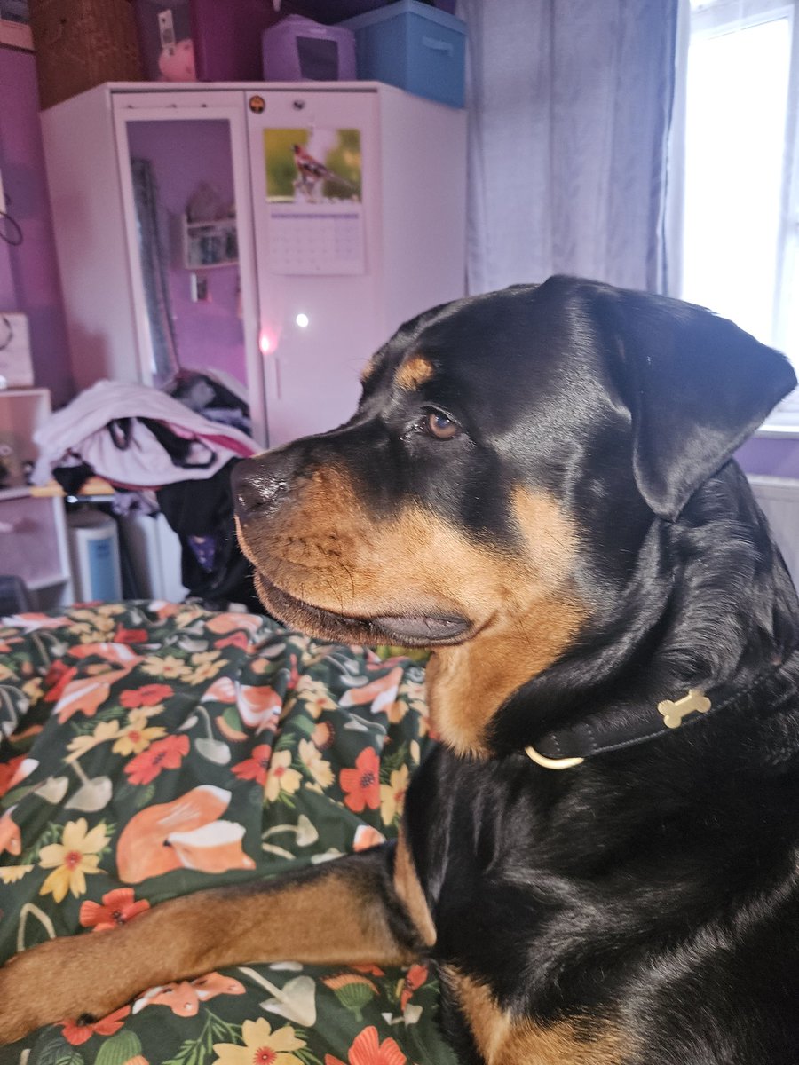 XSarahx2025's tweet image. My big baby 🥰 #Dogsoftwitter #Rottweiler