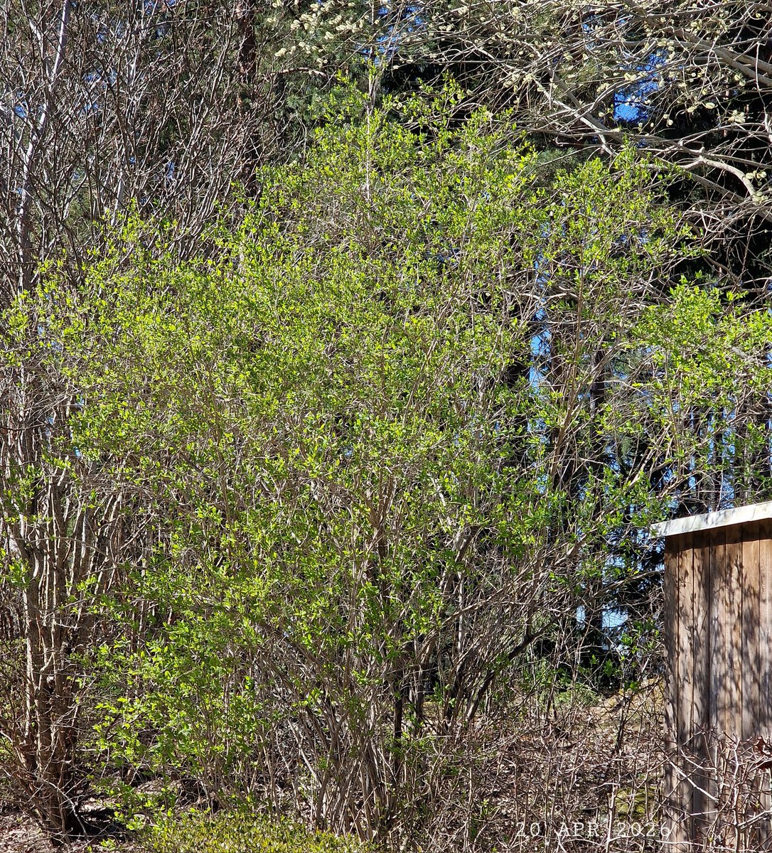 IDadzkov's tweet image. Green tatarian honeysuckle.  Зелёная жимолость татарская.
#nature #spring #LargeBush #foliage #TatarianHoneysuckle #FoliagePhoto