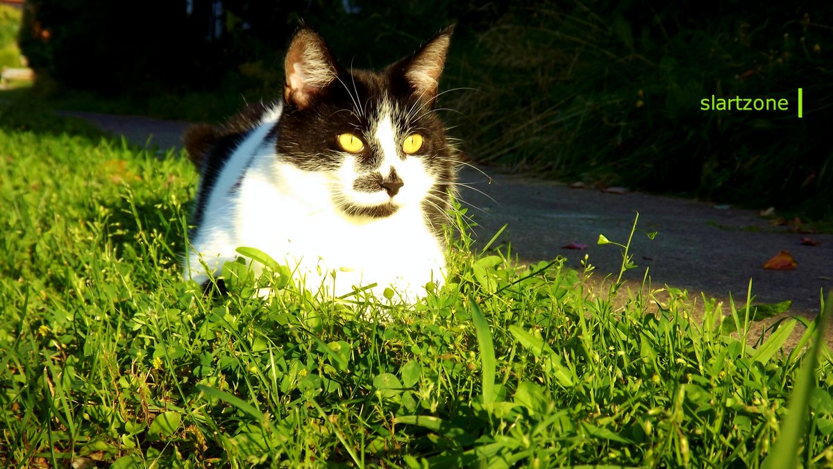 SLARTZONE's tweet image. 🐾⭐️🤗🌿  #cats #photography