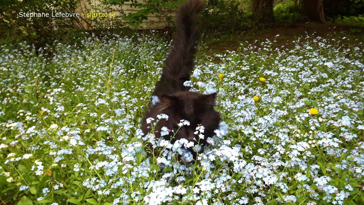 SLARTZONE's tweet image. 🐾⭐️🤗🌿  #cats #photography