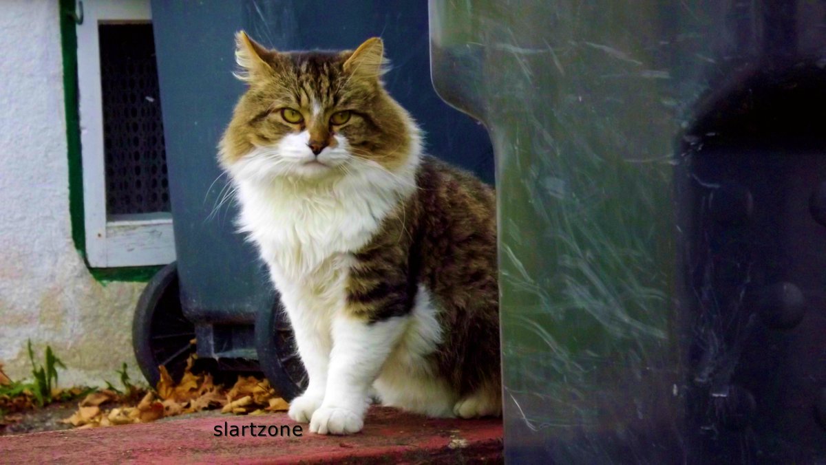 SLARTZONE's tweet image. 🐾⭐️🤗🌿  #cats #photography