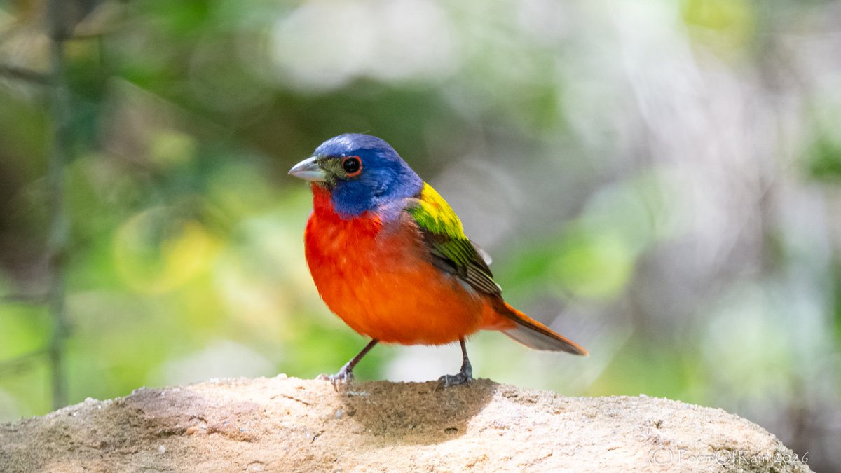 sillyshen's tweet image. "Painted Bunting" at Quintana Neotropical Bird Sanctuary #PoemOfRain #HTown #Houston #Bird #Birds #Birding #BirdWatching #Photography #BirdPhotography #BirdingPhotography #Nature #Wildlife #Bunting #Spring #Migration #SpringMigration