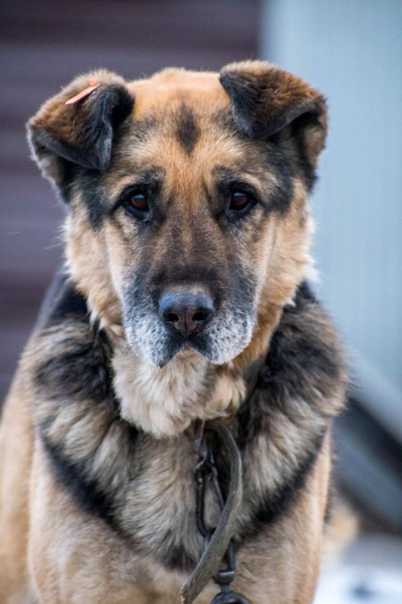 Кооператив Заjечарско спонсирует университет tweet media