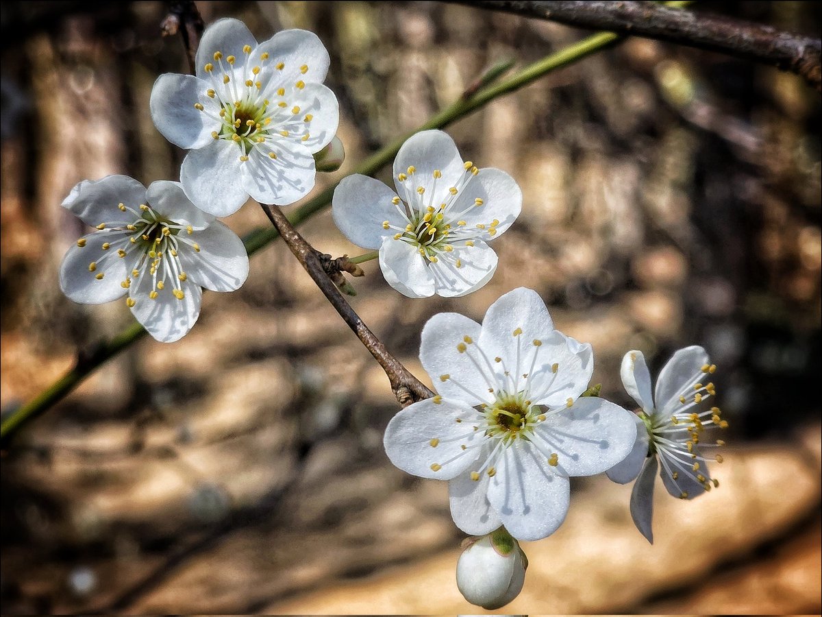 k_pawlowska's tweet image. #GoodMorning &amp;amp; have a nice #Tuesday ahead 😊

"We are like blossoming #trees: holding on, letting go, rising, falling into our weathered souls." - Angie Weiland-Crosby.

#SongOfTheDay is "Believe"🎶
youtu.be/fjGNdotSgDY?si…

#Spring #ArtOfDelight