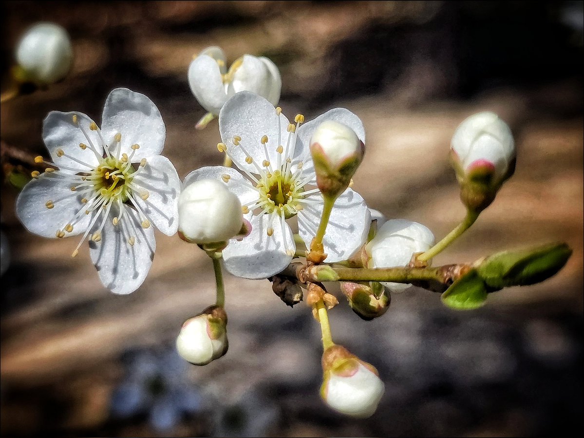 k_pawlowska's tweet image. #GoodMorning &amp;amp; have a nice #Tuesday ahead 😊

"We are like blossoming #trees: holding on, letting go, rising, falling into our weathered souls." - Angie Weiland-Crosby.

#SongOfTheDay is "Believe"🎶
youtu.be/fjGNdotSgDY?si…

#Spring #ArtOfDelight