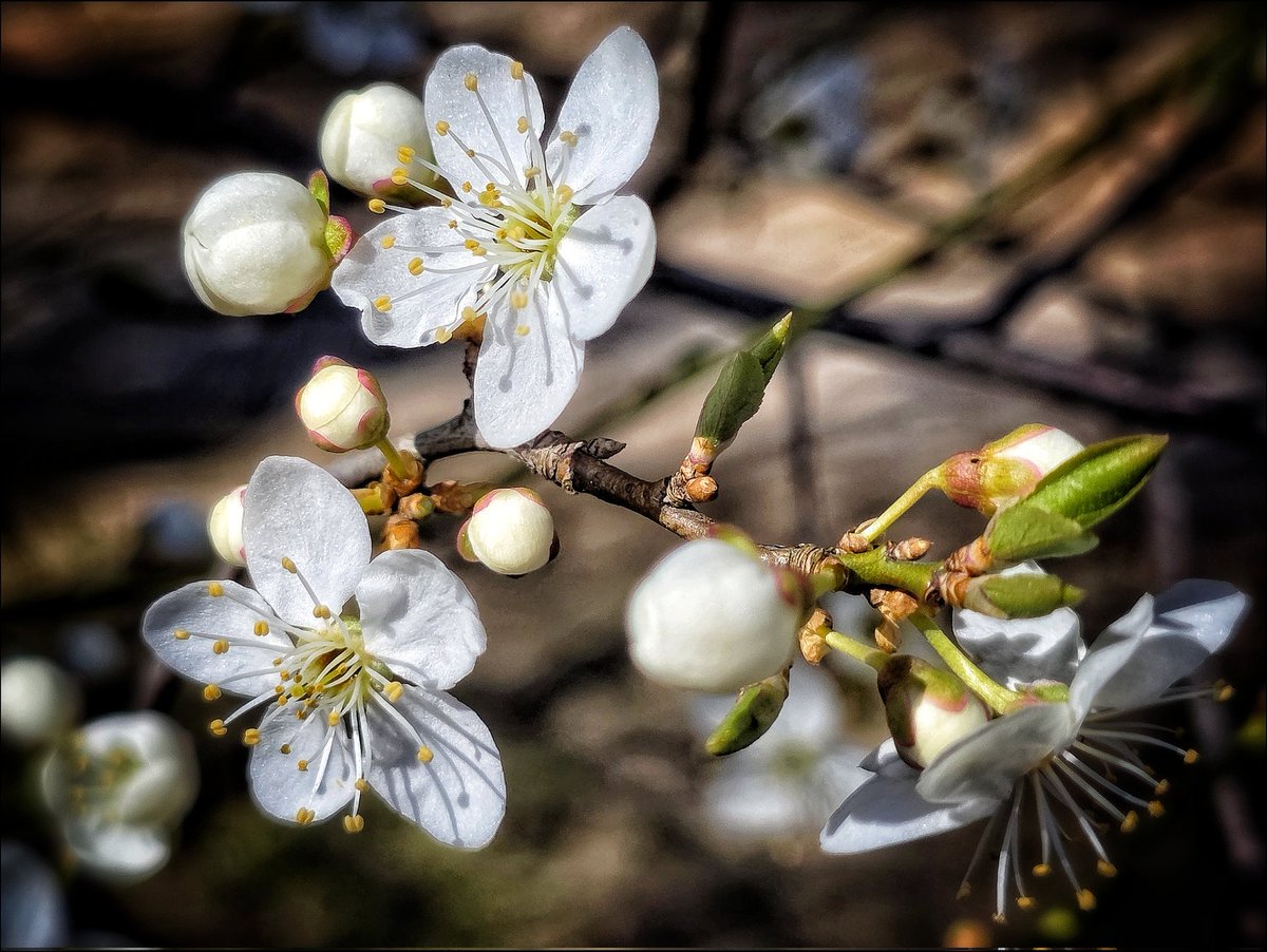 k_pawlowska's tweet image. #GoodMorning &amp;amp; have a nice #Tuesday ahead 😊

"We are like blossoming #trees: holding on, letting go, rising, falling into our weathered souls." - Angie Weiland-Crosby.

#SongOfTheDay is "Believe"🎶
youtu.be/fjGNdotSgDY?si…

#Spring #ArtOfDelight