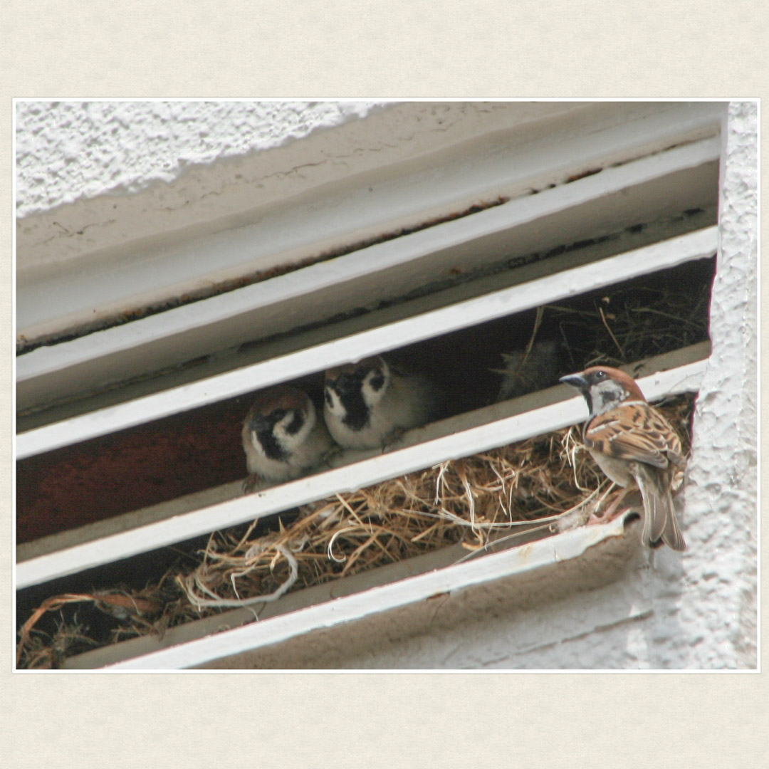 yy_ichigo_goich's tweet image. #散歩フォト

スズメのお宿見つけた
親鳥よりも、チビ達の方がおデブちゃん

#CANON EOS KISS DEGITAL X 
#ジョギング　#花鳥風月　#野鳥