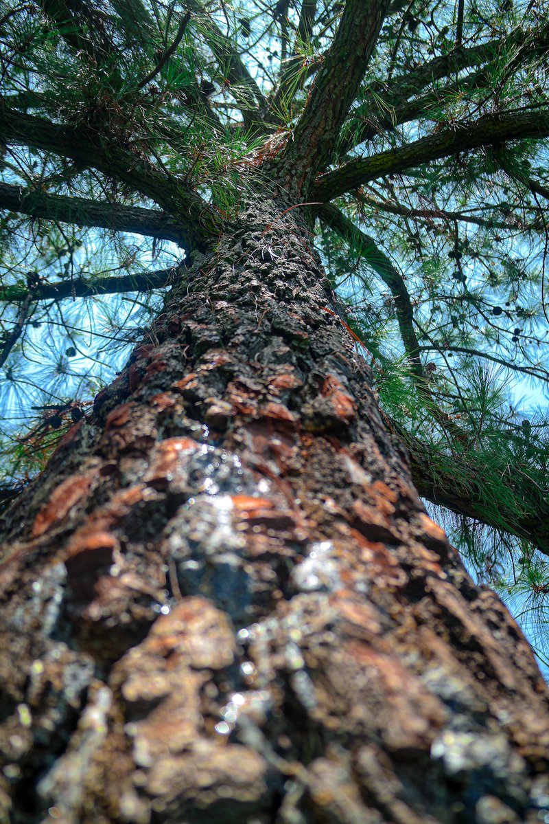 256Solomon's tweet image. For the trees that stand tall. It's the thickness for a Tuesday morning. 

#thicktrunktuesday #trees #climateaction