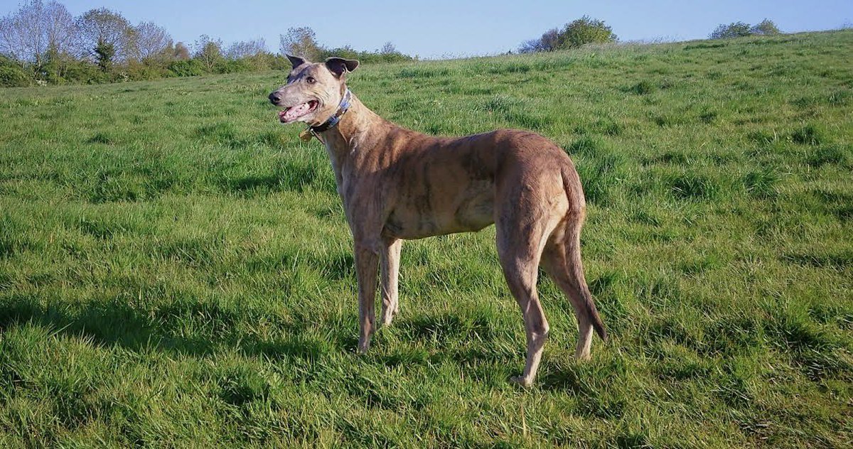 andyflyfisher's tweet image. Good morning everyone 

#Wren #memories