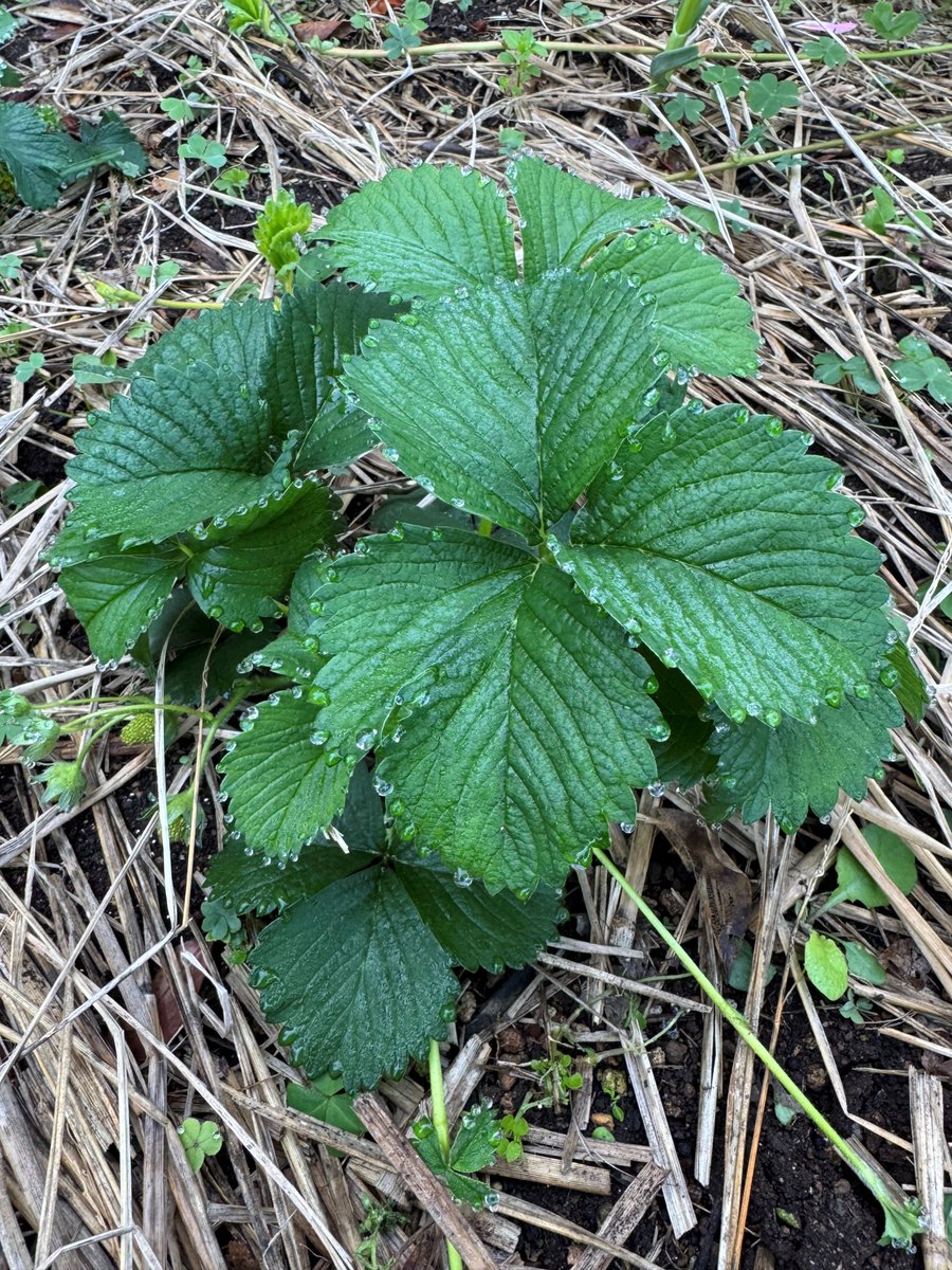 朝の畑。

イチゴの葉先にきらり💧
朝露？ いいえ、溢泌（ガッテーション）🍓
根が水と養分をしっかり吸っている合図です。
稲わらマルチ、肥料、バイオスティミュラント。
あとは過湿と病害に注意して栽培を続けます。