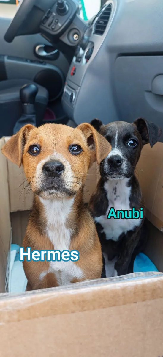 Hermes (miele) e Anubi (nero) hanno solo 2 mesi e cercano casa! 🐾
📍 Caserta (arrivano in tutto il Centro-Nord)
✅ Vaccinati, chippati e sani
🐶 Simil Pitbull, vivaci e dolcissimi
Non lasciamoli in un box. Cambia il loro destino! ❤️
INFO WhatsApp: 348 322 5213 (Linda)
#21aprile