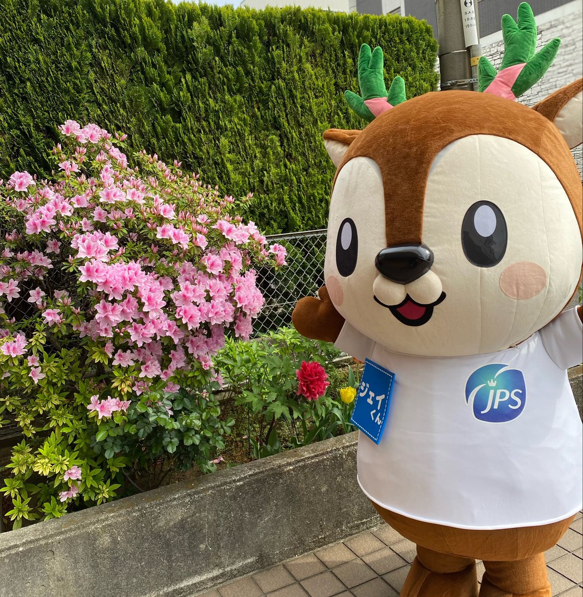JPS_pharm's tweet photo. 会社の花壇のお花が綺麗に咲いてます🌷
みなさんは最近どんなお花を撮りましたか？ https://t.co/doZ7KNPphG