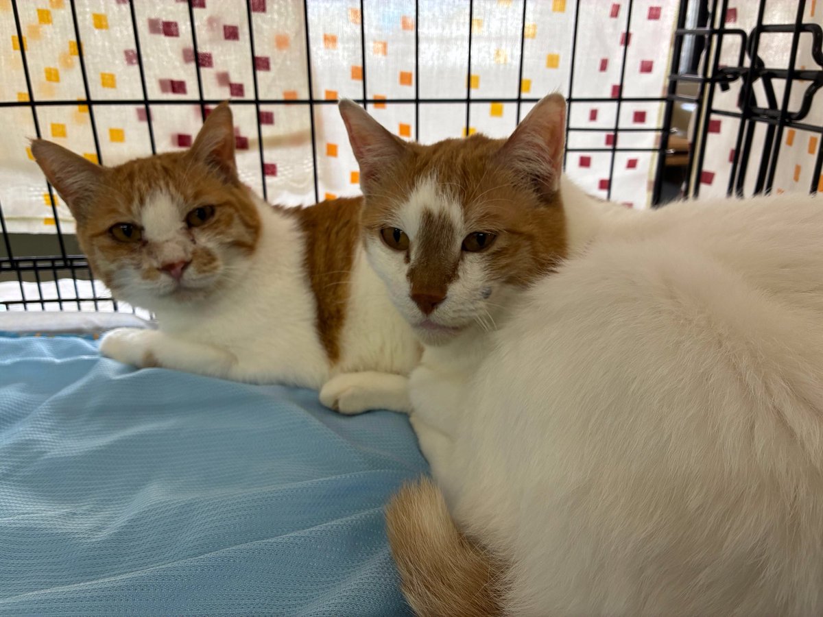 えどねこ tweet media