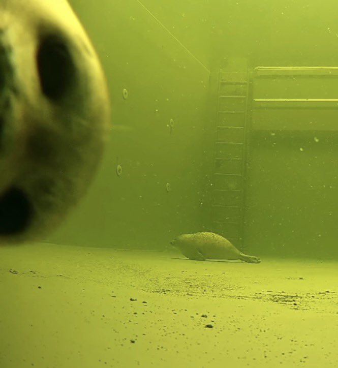 あざら猫 tweet media