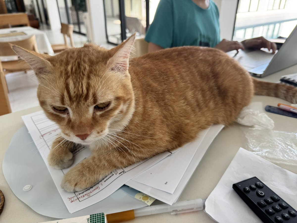 Gf was working in the kitchen so she could keep an eye on the cats and Danny decided to help her. Cats go to their daddy’s new home on Thursday and we will miss them 😿