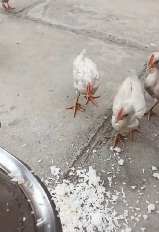 نـايـف بـن خـتـام 🇸🇦 tweet media