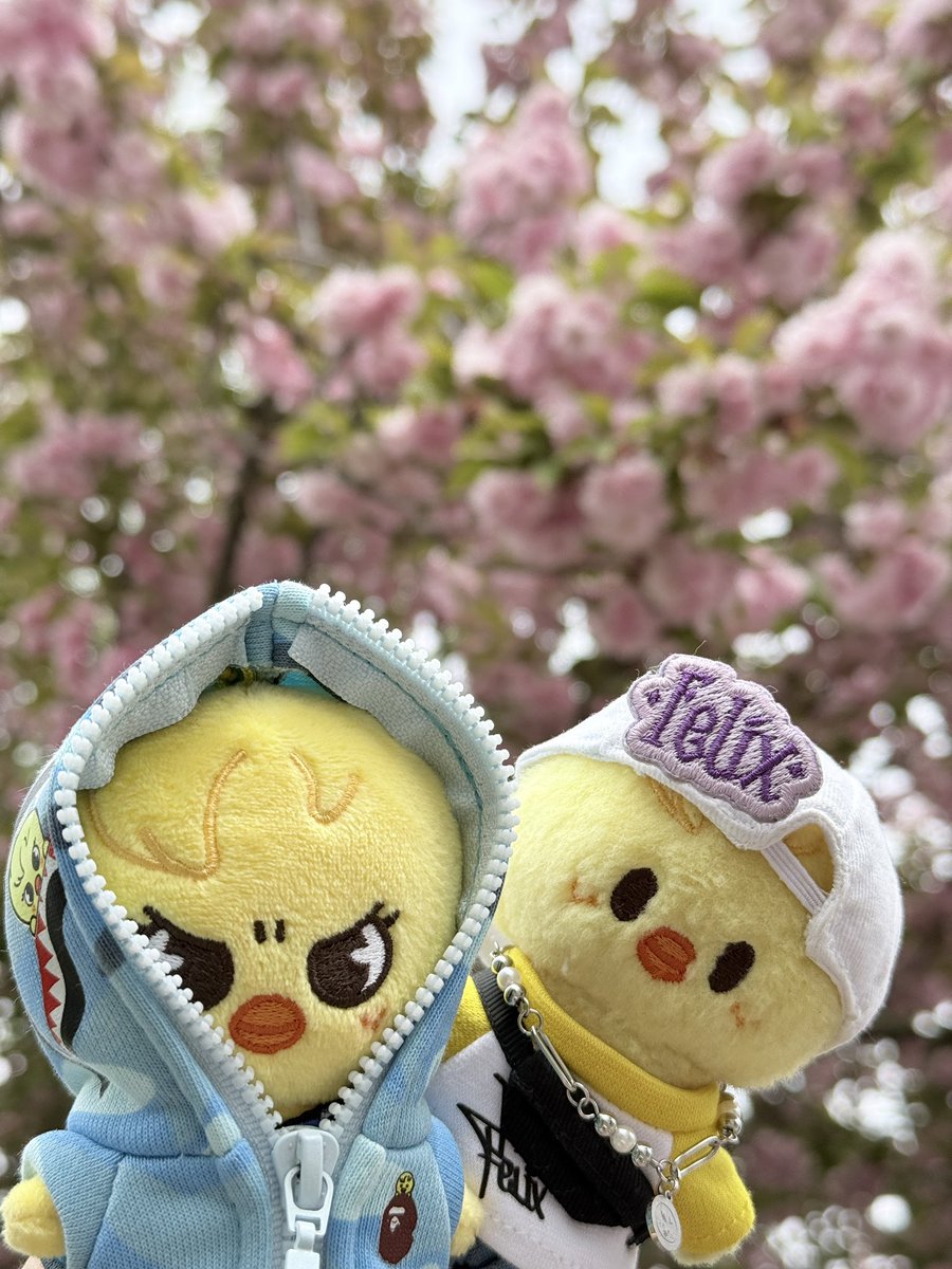 보니누나🐽 tweet media