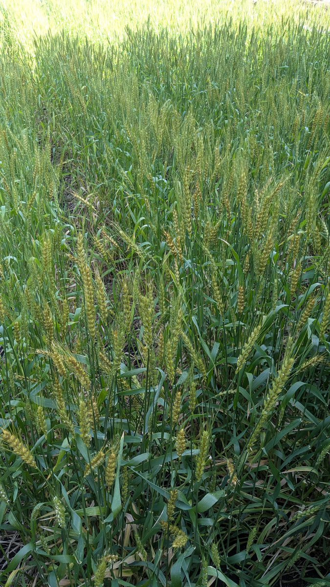 調布ベジトラスト（Farmer’s shop） tweet media