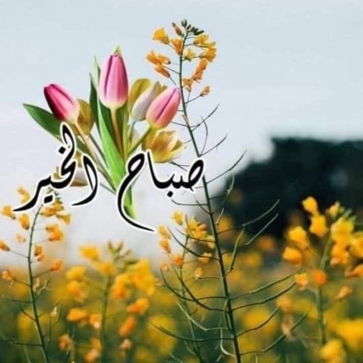 أبوخالد -ع- القشعمي tweet media