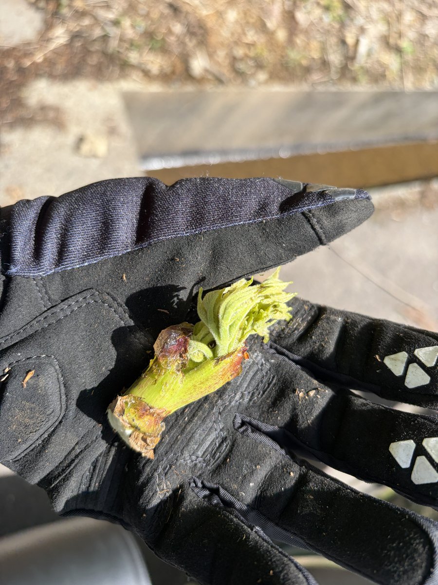 さとこ tweet media