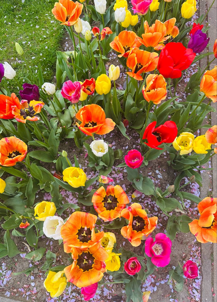 SkylarkArtist's tweet image. Morning Splashes of Colour…
OldAmersham 
#Morning #Tulip #Colours #OldAmersham #Buckinghamshire
🌷🌼🌷🌸🌷