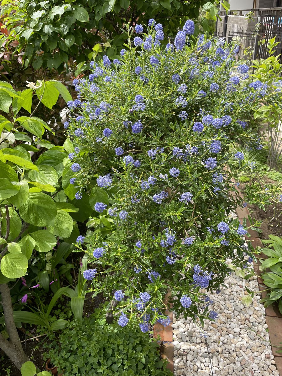 ボタニック@電子工作JK1TZG tweet media