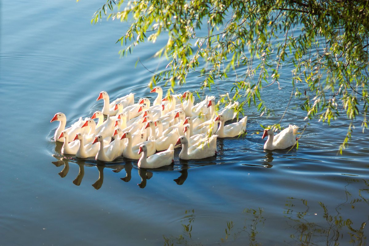 sunyanwei5's tweet photo. Early morning sunlight shines on white geese swimming by the lake.
A peaceful and breathtaking natural scenery. 🦢☀
晨光洒落湖面，群鹅悠然游弋。
暖阳覆于白羽，风光治愈绝美。 https://t.co/SmU7P0xxIs