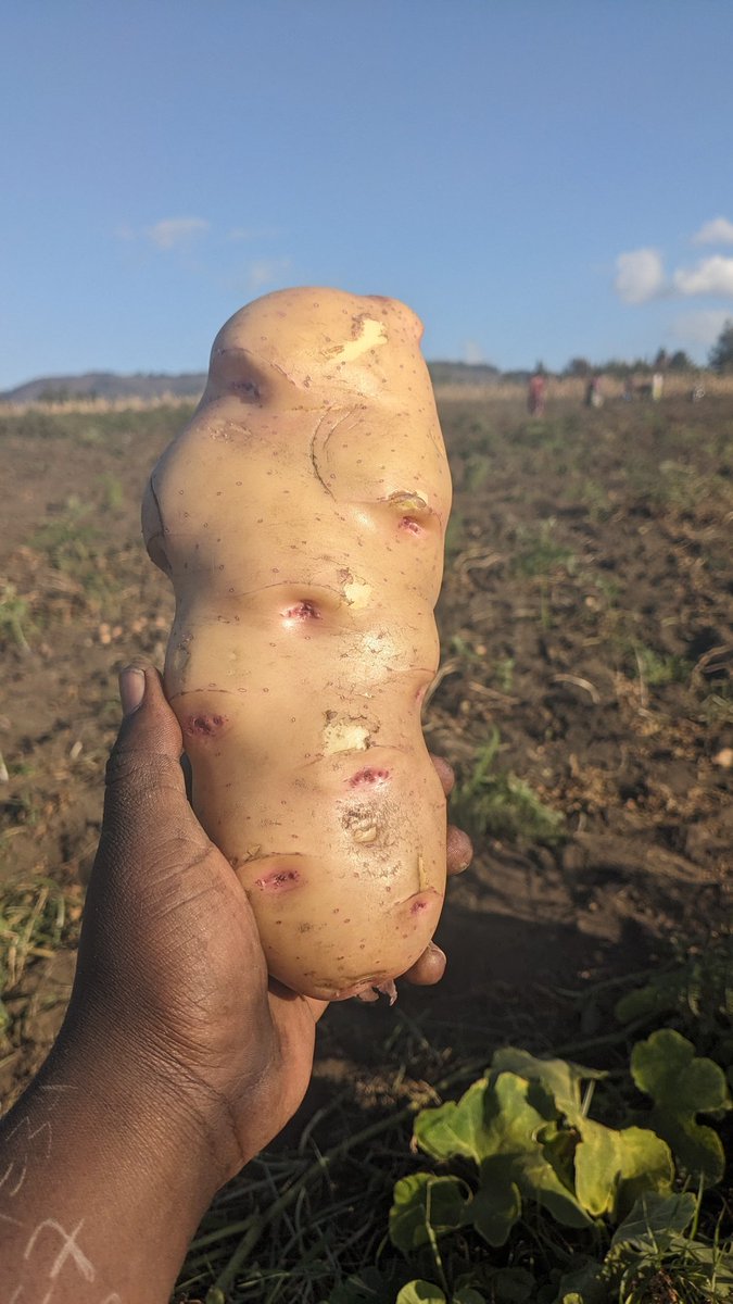 TICHA MANDEVU13 tweet media