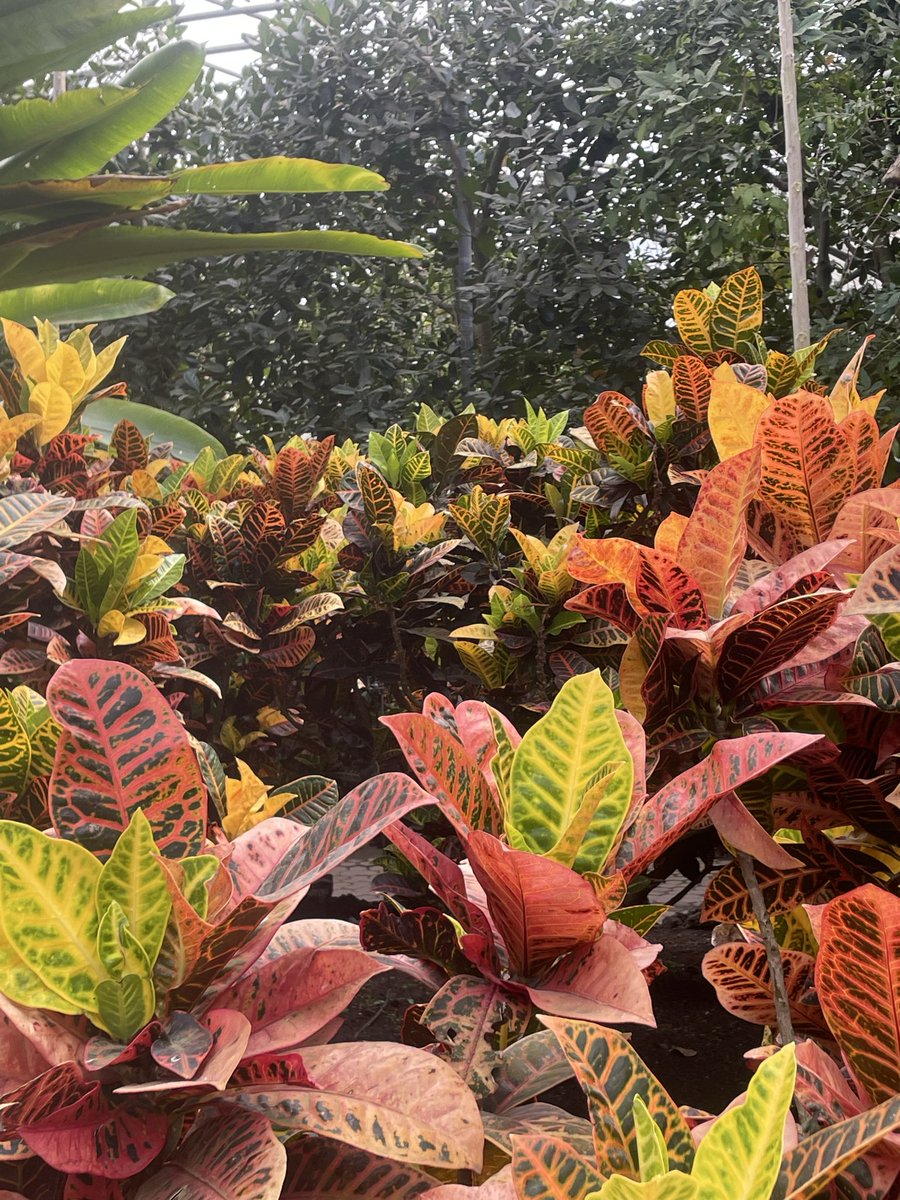 CoconutGreek tweet media