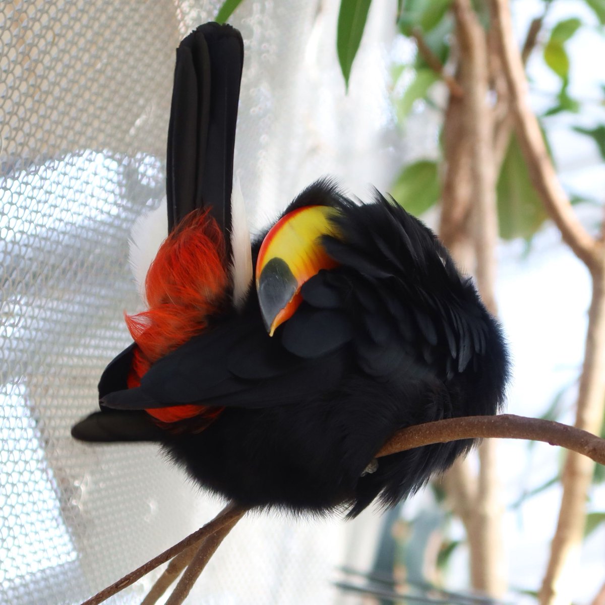 松江フォーゲルパーク tweet media