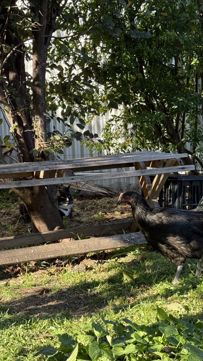 mitzyelliott's tweet photo. #NotMyCat, Bob, has come into the yard. He is pretty chill with them coz his humans have chooks as well.
#chookpower 
#chickenTuesday         🐓🐓🐓🐓🐈‍⬛ https://t.co/rD2cqS8wkq