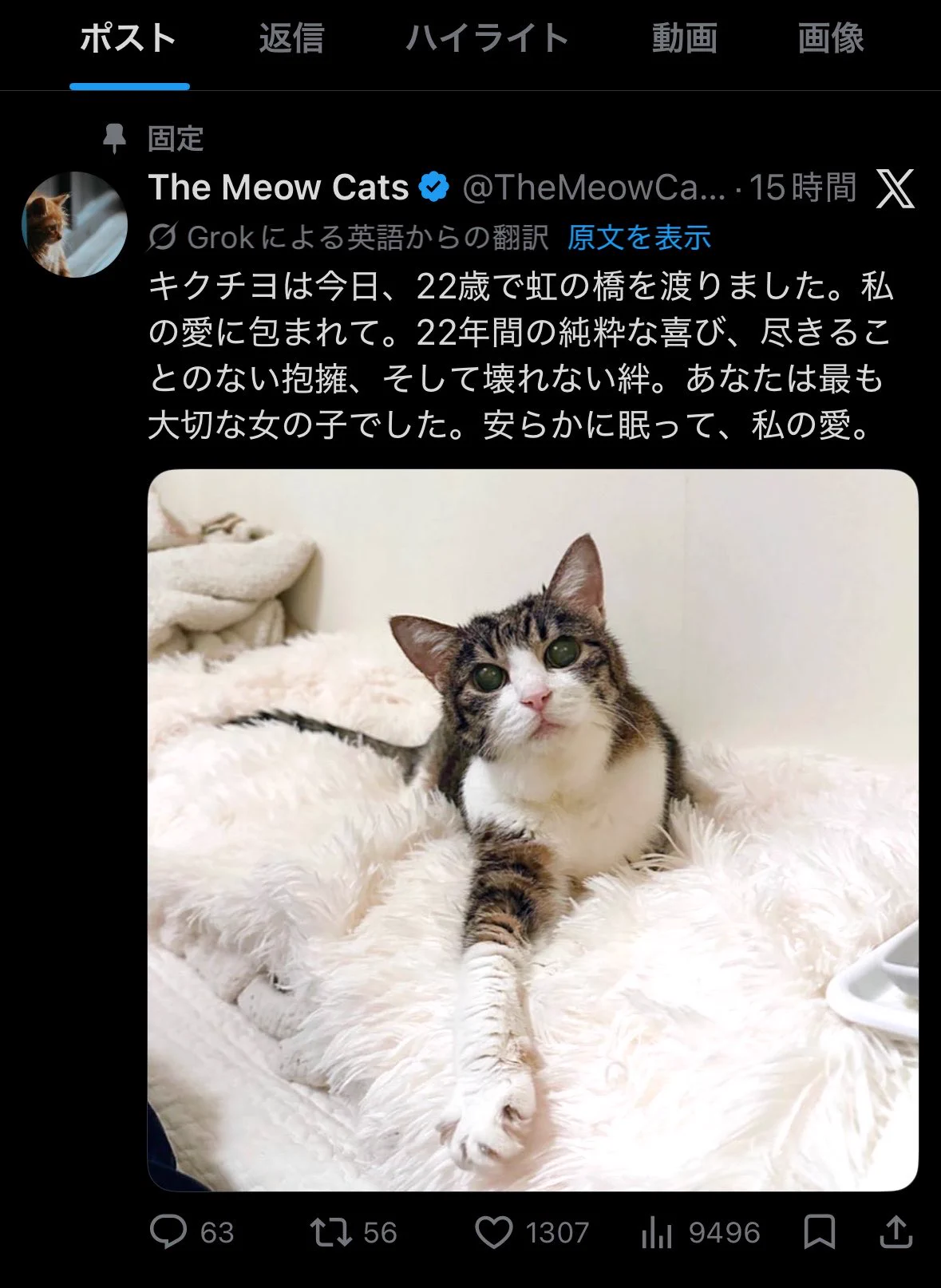 猫千代　0729 闘病猫「菊千代」の無断転載騒動、コミュニティ結束で投稿削除