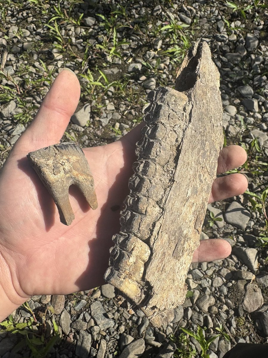 KTR2の釣り太郎 tweet media